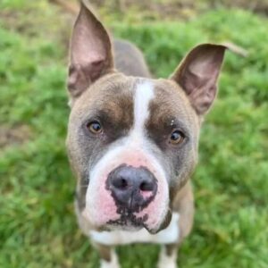 adoptar perros madrid protectora animales huella de Wonder