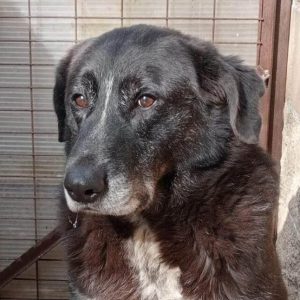 adoptar perros madrid protectora animales huella de Wonder