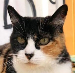 adoptar gatos protectora animales madrid huella de Wonder