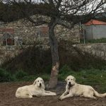 yaki-perro-adopcion-MADRID-huella-wonder