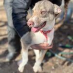 cachorros en adopción en madrid portectora de animales