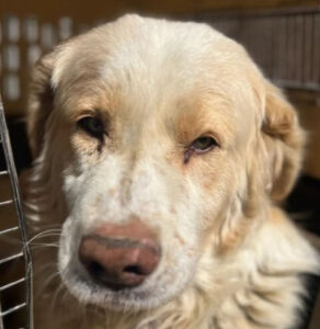 adopcion perros madrid protectora animales huella wonder