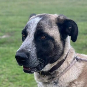 adopcion perros madrid protectora animales huella wonder