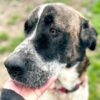 adoptar mastines madrid protectora animales huella de Wonder