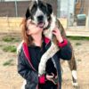 adoptar mastines madrid protectora animales huella de Wonder