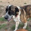 adoptar mastines madrid protectora animales huella de Wonder