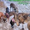 adoptar mastines madrid protectora animales huella de Wonder