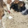 adoptar mastines madrid protectora animales huella de Wonder
