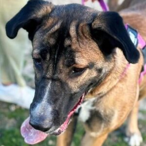 adopcion perros madrid protectora animales huella wonder