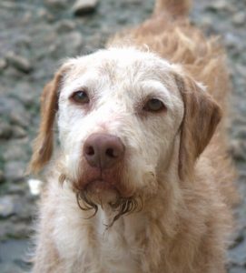 adoptar perros madrid protectora animales huella de Wonder