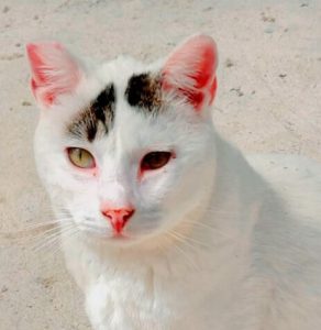 adoptar gatos protectora animales madrid huella de Wonder