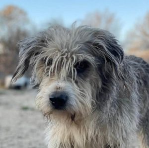 adopcion perros madrid protectora animales huella wonder