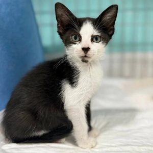 Camada Michis Otoño