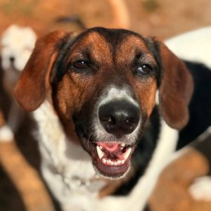 Melody perrita en adopcion madrid