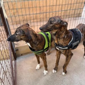 galgos en adopcion huella de wonder madrid