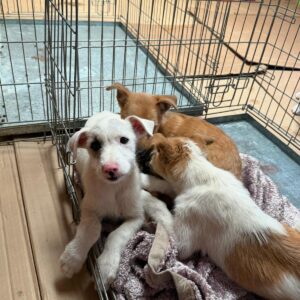 Camada: 🐶 María, Rosi y Paco