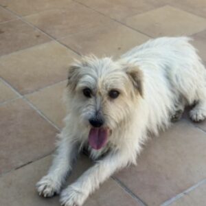 Dorotea