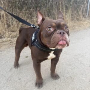 Ares