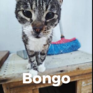 Bongo