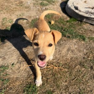Canela