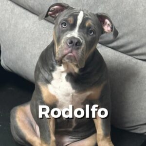 Rodolfo